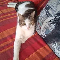 BALOO, chat à adopter