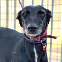 PEREZA, chienne à adopter