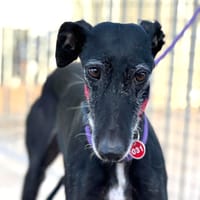 PEQUENA, chienne à adopter