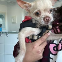 CHIQUITIN (101 huellas), chien à adopter