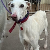 RUMBERA, chienne à adopter