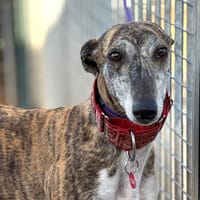 CHICA, chienne à adopter