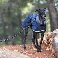 GABY  (Lara), chienne à adopter