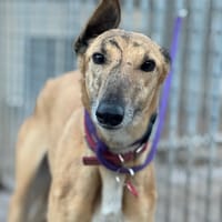 CAMPERA, chienne à adopter