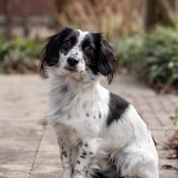 Bim, reutjes ter adoptie