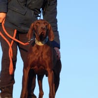 TAXUS, magnifique Braque chocolat, chien à adopter