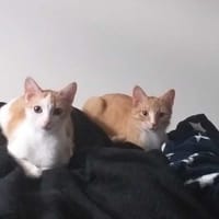 Boston, kot do adopcji