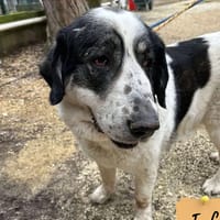 Hera, chienne à adopter