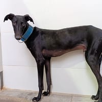 LIOR, chien à adopter