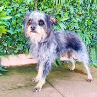 PAULOVA, chienne à adopter