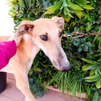 NAEL, chien à adopter