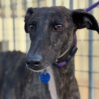 TIRRI, chien à adopter