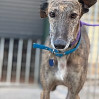 SAETO I, chien à adopter