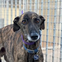 SAETO II, chien à adopter