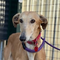 RUBIA II, chienne à adopter