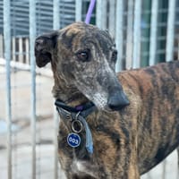 CHINATO, chien à adopter