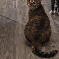 Malt, poezen ter adoptie