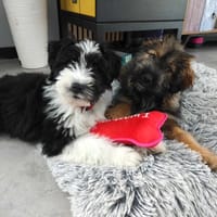 Panda, suczka do adopcji