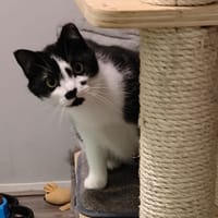 Span, poezen ter adoptie