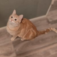 Pip, poezen ter adoptie