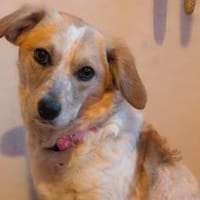 BELLA - auf PS in 27321 Thedinghausen!, Hündin zur Adoption