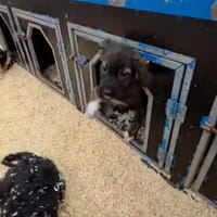 Kleine Fibi auf PS in 77652 Offenburg!, Hündin zur Adoption