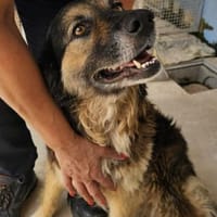 Regina in der Tierherberge Donzdorf, Hündin zur Adoption