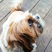 Katzenverträgliche Shih Tzu Hündin sucht, Hündin zur Adoption
