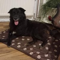 Emma - bei 29378 Wittingen, Hündin zur Adoption