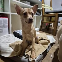 Breadley 4 Monate Chihuahua-Pischer Mix, Hund zur Adoption