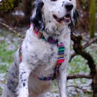 Kuschelige Hope, Hund zur Adoption