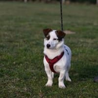 Vicco- Kurze Beine aber großes Herz, Hund zur Adoption