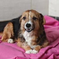 💕Mina💕sucht eine liebe Familie💕, Hündin zur Adoption