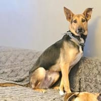 Bruce sucht seine Menschen, Hund zur Adoption