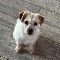 Lotti - eine Traumhündin, Hündin zur Adoption