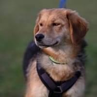 Aimi  junge Hündin zählt auf dich ❤, Hündin zur Adoption