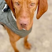 Huba, liebevolles Energiebündel, ca. 1 J, Hund zur Adoption