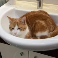 Fliip , ein sanfter , verspielter Kater, Kater zur Adoption