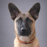 Hundejunge XARO, Hund zur Adoption