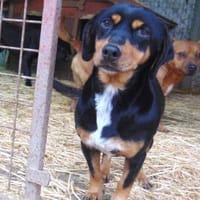 Clip liebt die Menschen, Hündin zur Adoption