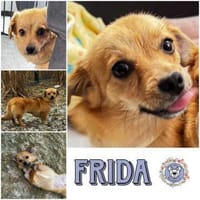 FRIDA * zauberhafte Minischnute, Hündin zur Adoption