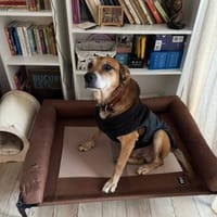 Opi Rex, ruhiger Hund sucht Zuhause, Hund zur Adoption