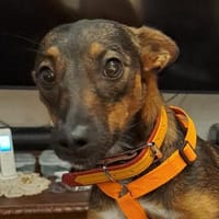 Kleine Yoko1 sucht ein Zuhause/Pflegeste, Hündin zur Adoption