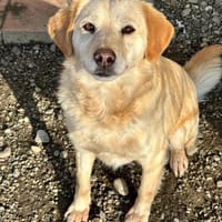 💕Jette💕 sucht ihre Menschen💕🐾, Hündin zur Adoption