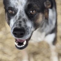 Jorek, der Geduldige 🐾, Hund zur Adoption