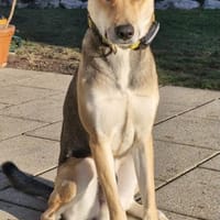 TruskyFröhliche Ohren suchen neue Couch, Hund zur Adoption