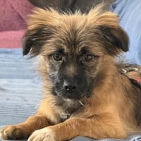 Caddie Glück auf 4 Pfoten 💜, Hündin zur Adoption