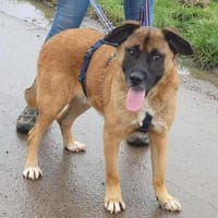 THORE, das T steht für Traumhund, Hund zur Adoption