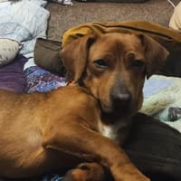 Dackel-Mix Conrad 1,5 Jahre alt, Hund zur Adoption