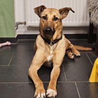 Brad sucht sein ZUhause, Hund zur Adoption